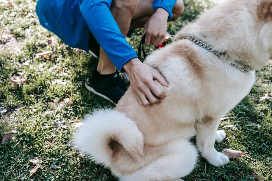 Faceless owner caressing fluffy dog on lawn