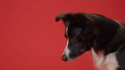Horizontal video: A border collie doing tricks 7679976. Duration: 18 seconds. Resolution: 3840x2160