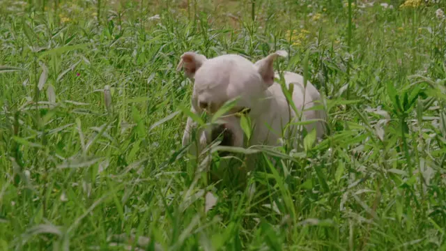 Horizontal video: A dog eating grass 7683197. Duration: 18 seconds. Resolution: 3840x2160