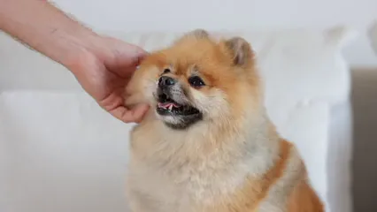 Horizontal video: A person petting a dog 8473682. Duration: 10 seconds. Resolution: 1920x1080