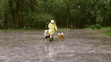 Horizontal video: A woman training the dogs to walk and turn around 8499650. Duration: 8 seconds. Resolution: 3840x2160