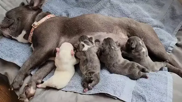 Horizontal video: Close up on dogs feeding 10942988. Duration: 5 seconds. Resolution: 1920x1080