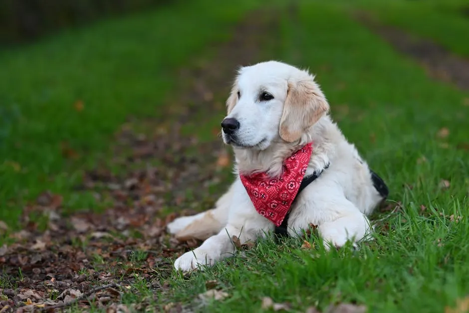 Adorable Golden Retriever wearing a red bandana lying on green grass outdoors.