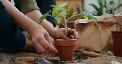 Horizontal video: Nature plant pot plants 4503294. Duration: 57 seconds. Resolution: 4096x2160