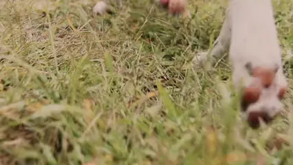 Horizontal video: Dog paws walking close up 5437113. Duration: 74 seconds. Resolution: 3840x2160