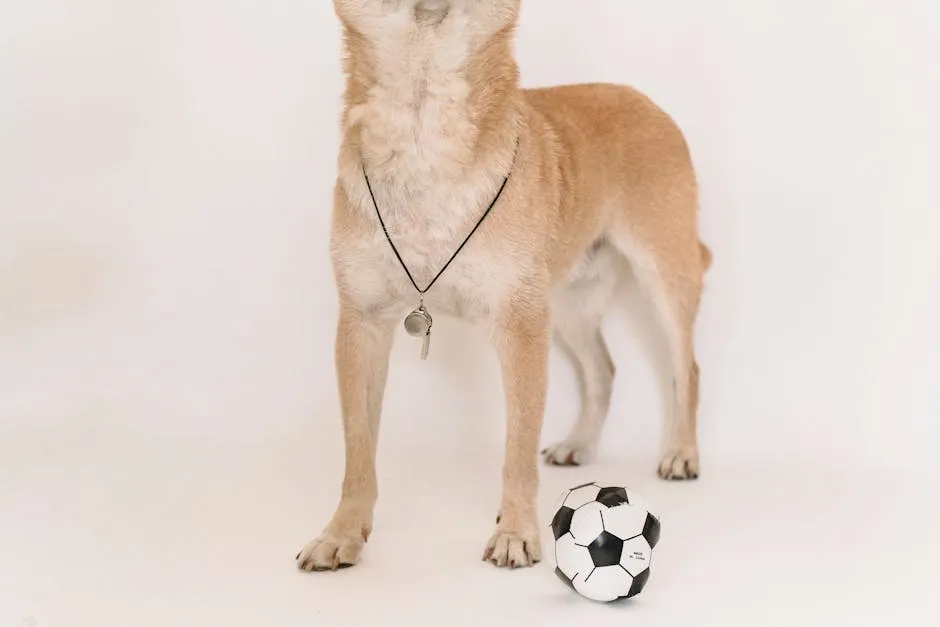 Playful dog with whistle and soccer ball