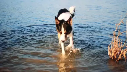 Horizontal video: Dog walking out of water 6221844. Duration: 35 seconds. Resolution: 1920x1080