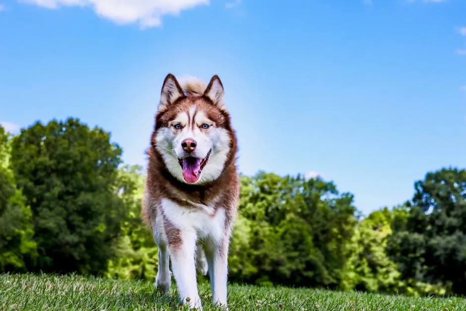 White and Black Siberian Husky on Green Grass Field Under Blue Sky