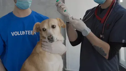 Horizontal video: Vaccination of a dog 7469795. Duration: 15 seconds. Resolution: 1920x1080