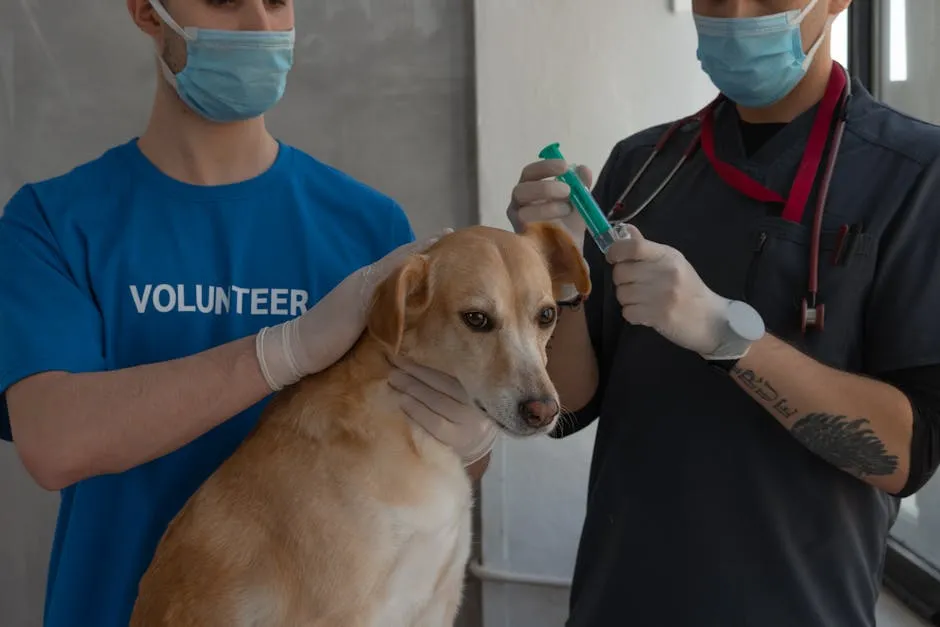 Vet administers injection to dog with volunteer assistance indoors. Caring and professional setting.