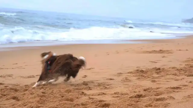 Horizontal video: Dog playing with ball on beach 10598227. Duration: 62 seconds. Resolution: 3840x2160