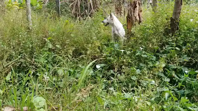 Horizontal video: A white dog sitting in a forest 10748394. Duration: 36 seconds. Resolution: 1920x1080