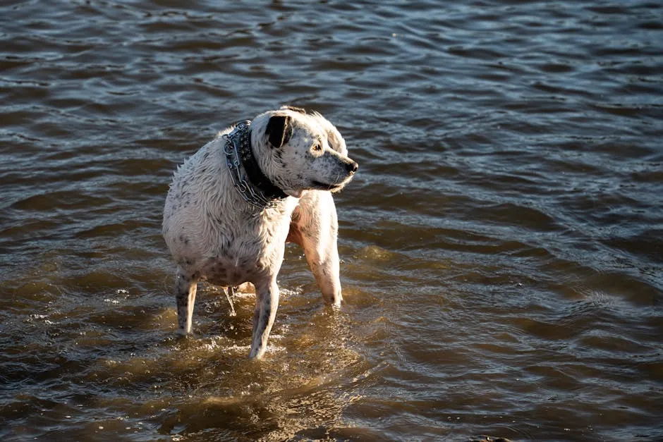 Dog on Shallow Water