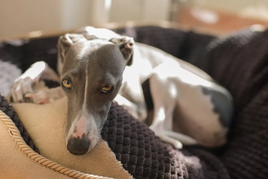 Italian Greyhound in Close-up Shot 