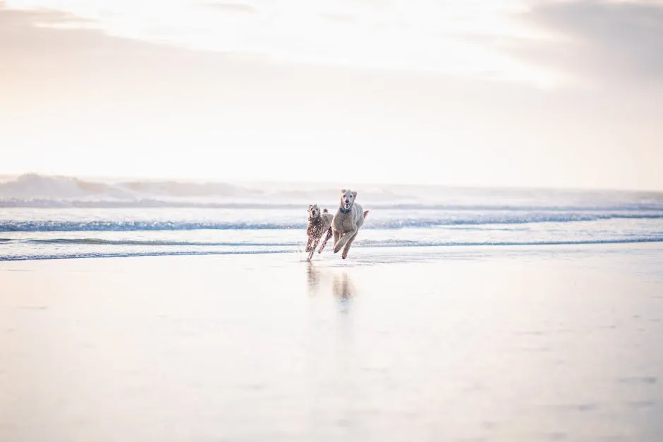 Two Dogs Running on the Beach