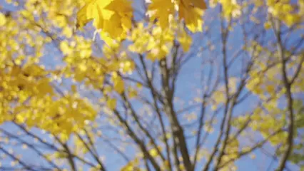 Horizontal video: Yellow leaves blowing in the wind 19828295. Duration: 8 seconds. Resolution: 3840x2160