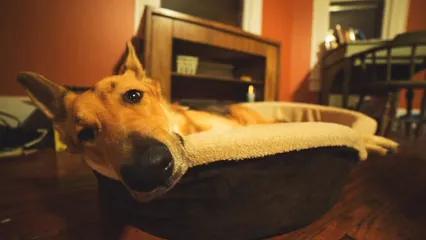 Horizontal video: Dog relaxing on his bed 2431398. Duration: 36 seconds. Resolution: 1920x1080