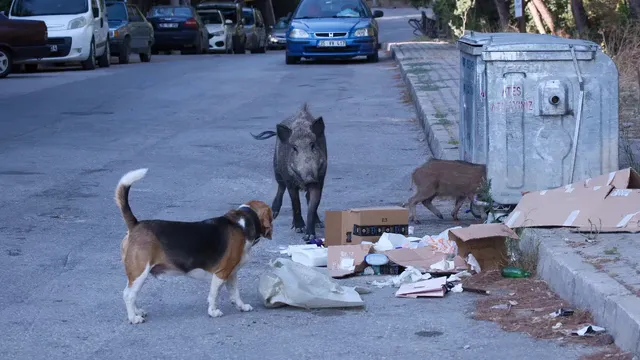 Horizontal video: A dog is standing next to a trash can on the side of the road 27497933. Duration: 6 seconds. Resolution: 3840x2160