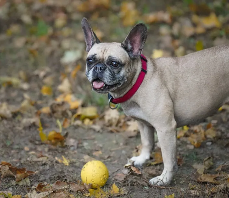 French Bulldog Playing Outdoors with Ball