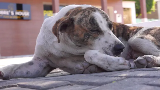Horizontal video: Relaxed street dog in urban setting 29085783. Duration: 8 seconds. Resolution: 1920x1080