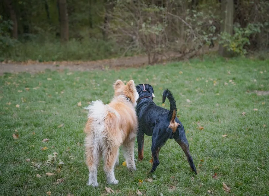 Two Dogs Walking Together in a Park