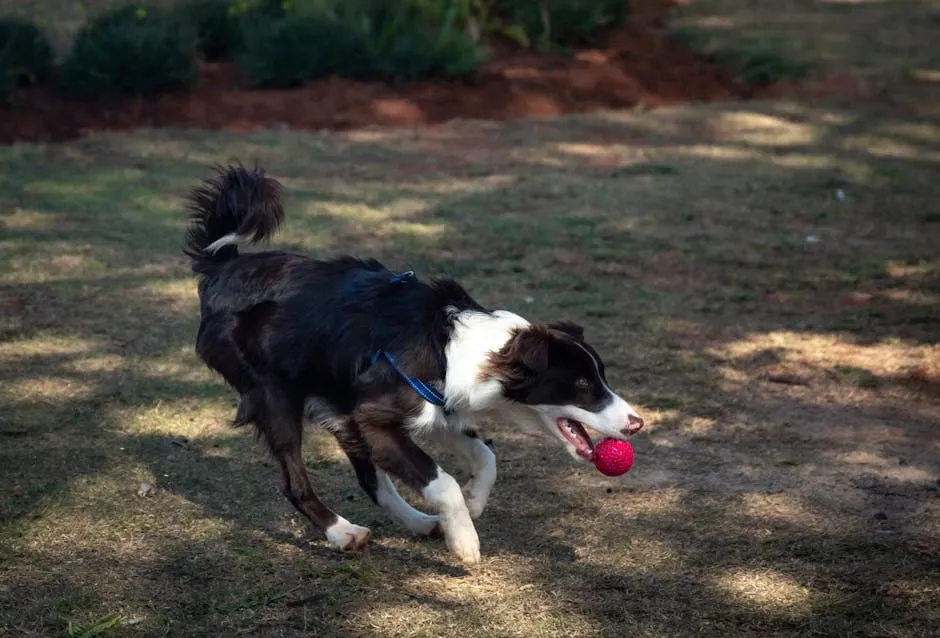 A Cute and Clever Border Collie Running on Green Grass