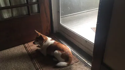 Horizontal video: Dog staying in front of the entrance door 5357501. Duration: 8 seconds. Resolution: 3840x2160