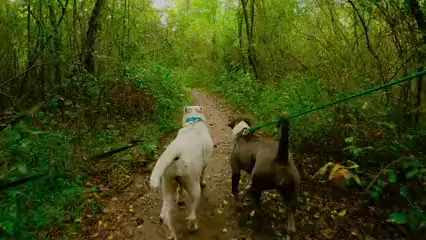 Horizontal video: Two dogs walking in a forest 5382491. Duration: 55 seconds. Resolution: 3840x2160