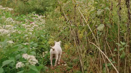 Horizontal video: A dog walking in the forest ground 5469179. Duration: 18 seconds. Resolution: 1920x1080