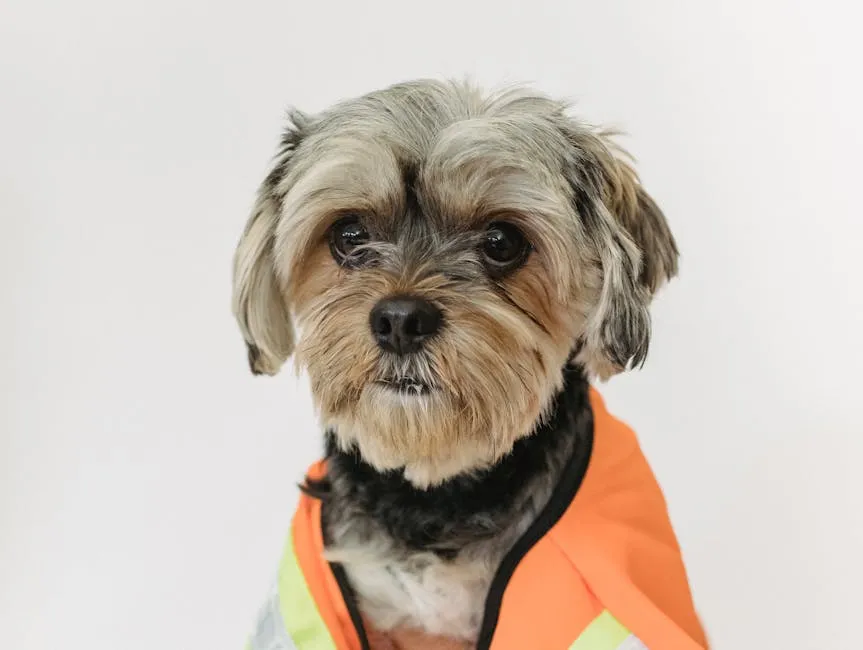 Little purebred dog in builder vest looking at camera while pastime light room on white background