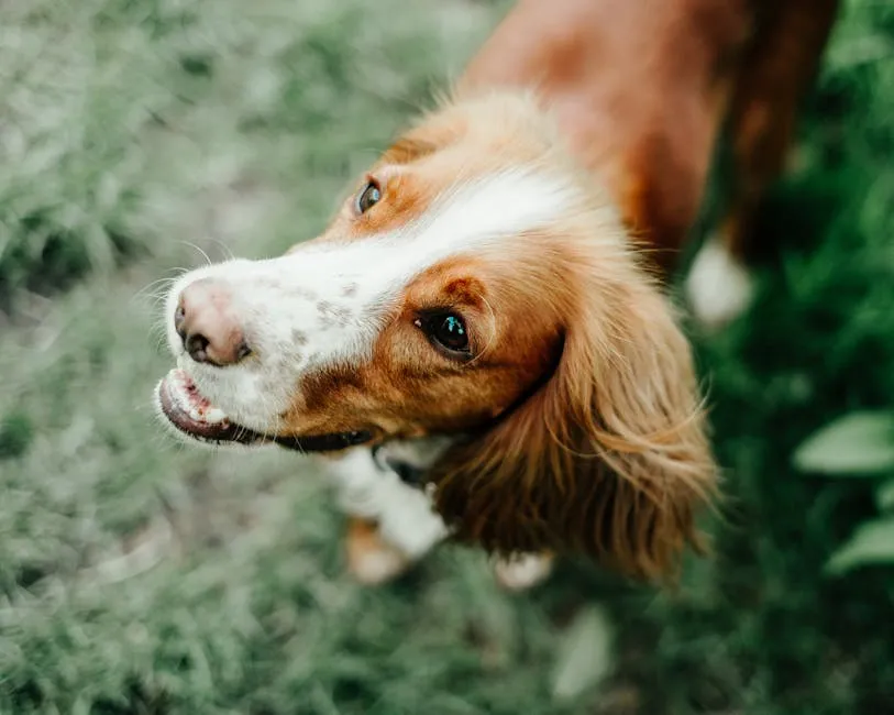 From above of cute fluffy curious Spaniel dog on blurred background of glade with fresh green herb