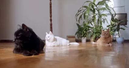 Horizontal video: Three cats resting on the floor 6853901. Duration: 21 seconds. Resolution: 4096x2160