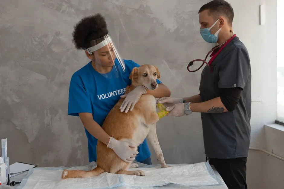 A Veterinarian Covering the Dog's Hand with Bandage 