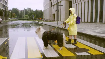 Horizontal video: Person and dogs wearing raincoat while crossing 8499339. Duration: 8 seconds. Resolution: 3840x2160