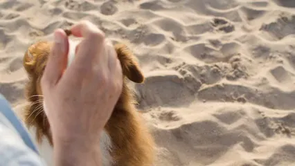 Horizontal video: A man standing on the shore with his dog 8730837. Duration: 10 seconds. Resolution: 3840x2160