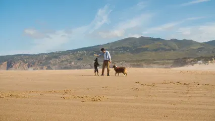 Horizontal video: Pet lover playing fetch with his dogs 8731053. Duration: 8 seconds. Resolution: 3840x2160