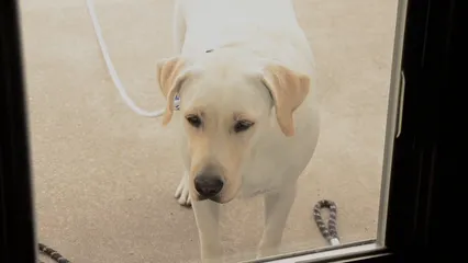Horizontal video: A footage of a white tied dog 9270824. Duration: 8 seconds. Resolution: 1920x1080