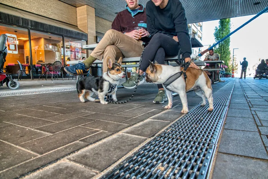 Men Sitting on a Bench Beside Dogs