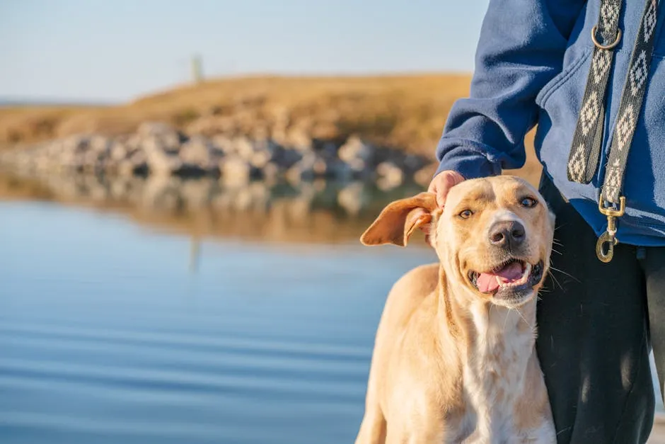 A happy brown dog on a walk by the lake with its owner on a sunny day in Texas.