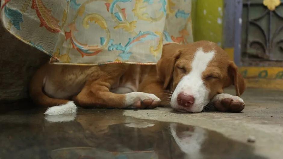 Close-Up Photo of a Sleeping Dog Lying on Ground Floor