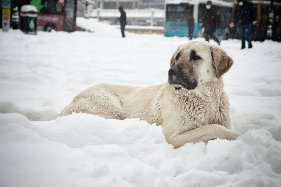 A Kangal Shepherd Dog Lying on Snow Covered Ground 