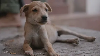 Horizontal video: A dog laying on the ground with its head down 20143607. Duration: 10 seconds. Resolution: 3840x2160