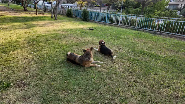 Horizontal video: Two dogs relaxing in a green park 28932237. Duration: 8 seconds. Resolution: 3840x2160