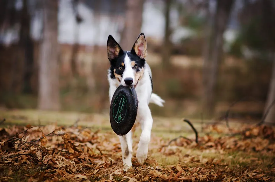 Dog Biting Frisbee Disc