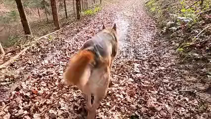 Horizontal video: A dog running on a dirt path 4121081. Duration: 25 seconds. Resolution: 1920x1080