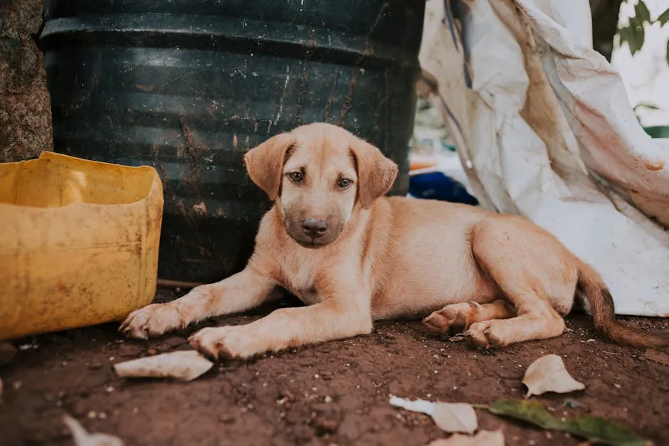 Mongrel dog lying near trash can on street