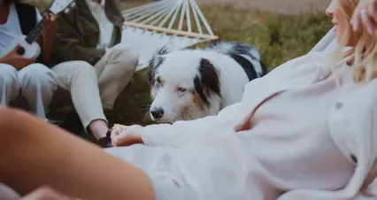 Horizontal video: Woman feeing a dog 5364884. Duration: 16 seconds. Resolution: 4096x2160