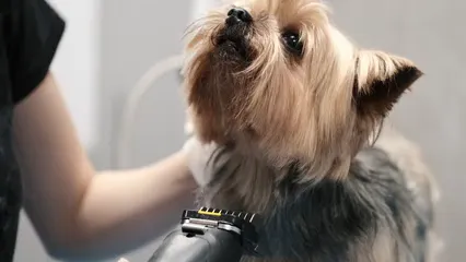 Horizontal video: Close up of a yorkshire terrier getting a haircut 6816875. Duration: 20 seconds. Resolution: 3840x2160