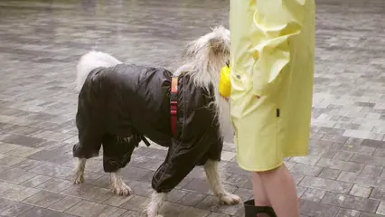 Horizontal video: Person training his dog 8499347. Duration: 14 seconds. Resolution: 3840x2160
