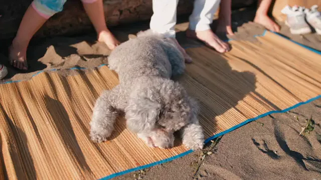 Horizontal video: A cute gray poodle on woven mat 8576890. Duration: 11 seconds. Resolution: 1920x1080